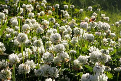 Close-up of white flowers in field