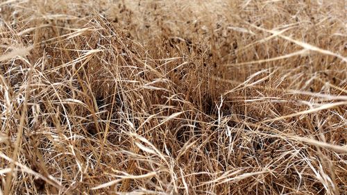 Full frame shot of wheat field