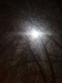 Low angle view of sunlight streaming through trees in forest