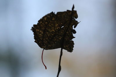 Close-up of flower