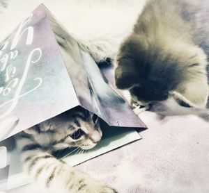 High angle view of cat sleeping