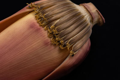 Close-up of plant against black background