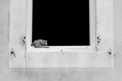 Cat relaxing on window sill