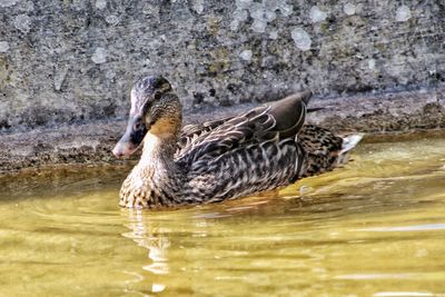 Side view of mallard duck swimming in lake