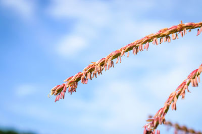 Low angle view of plant hanging against sky