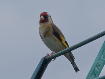 Low angle view of bird perching against clear sky