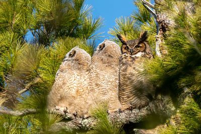 Great horned owls