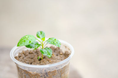 Close-up of fresh green leaves with potted plant