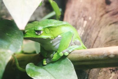 Close-up of lizard on leaf