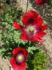 Close-up of red hibiscus