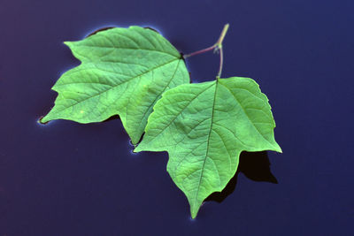 Leaves on dark water surface close - up view