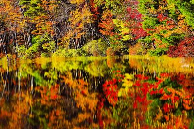 Scenic view of lake in forest during autumn