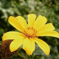 Close-up of yellow flower