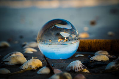 Close-up of shell on beach