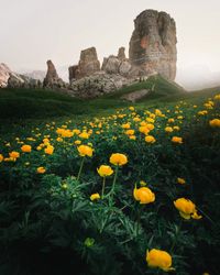 Yellow flowers growing on field