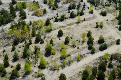 Full frame shot of pine trees