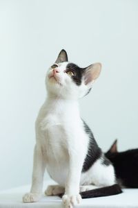Cat sitting on floor against white background