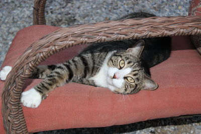 Portrait of cat sitting on chair