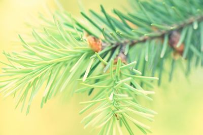 Close-up of pine tree