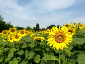 Close-up of sunflower blooming in field against sky