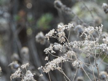 Close-up of frozen plant