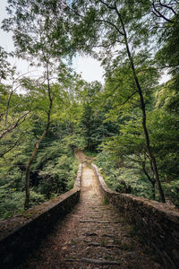 Footpath amidst trees in forest