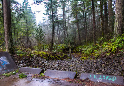 Trees and plants in forest