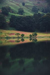 Scenic view of lake by trees on field