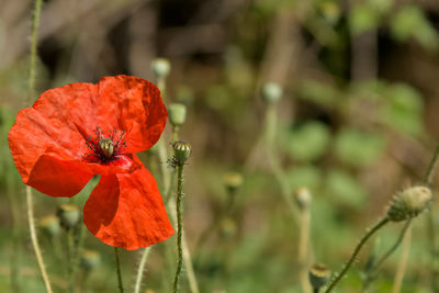 Close-up of red poppy on plant