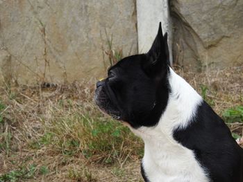 Close-up of black dog sitting outdoors