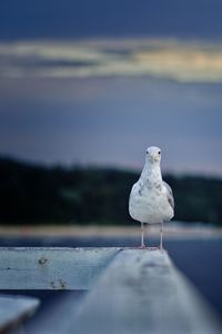 Close-up of seagull perching on a sea