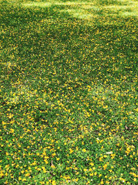 High angle view of yellow flowering plants on field