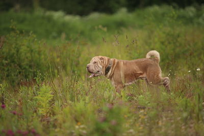 View of a dog on field