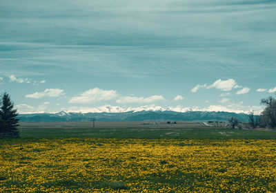 Scenic view of field against sky