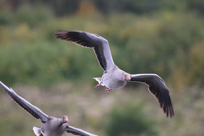 Graylag geese  flying