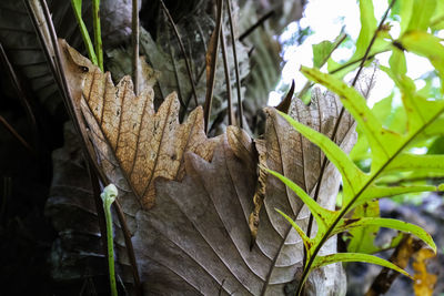 Close-up of lizard on tree