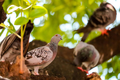 Close-up of birds perching on tree