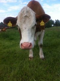 Close-up of cow on field against sky