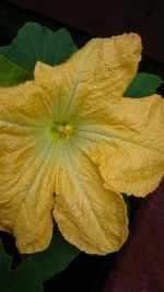 Close-up of yellow flowering plant