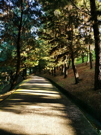 Empty road along trees in park