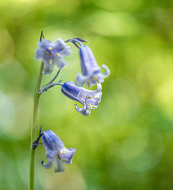 Close-up of purple flower on plant