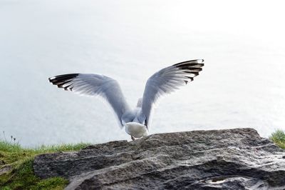 Seagulls flying over rocks