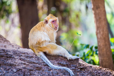 Monkey sitting on tree trunk