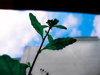 Low angle view of plant leaves