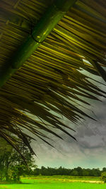 Close-up of palm tree against sky