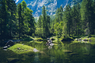 Scenic view of lake in forest