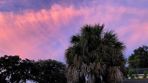 Low angle view of palm trees against sky