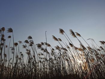 Low angle view of reeds against clear sky