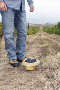 Low section of farmer with grapes in hat standing on field at vineyard