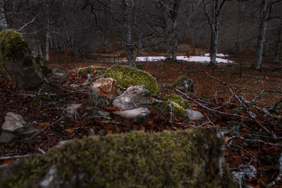 Trees in forest